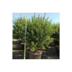 Pistacia lentiscus (pistache lentisque, arbre à mastic) pot de 2 litres - 20/40 cm - couleur floraison:vert